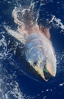 Triple Hook-Up & Release Bluefin Tuna Cavalier & Blue Marlin Sport Fishing Gran Canaria