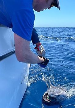 Gefeliciteerd. Mooie blauwvintonijn Cavalier & Blue Marlin Sport Fishing Gran Canaria