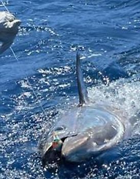 250 kg Blauwvintonijn Cavalier & Blue Marlin Sport Fishing Gran Canaria