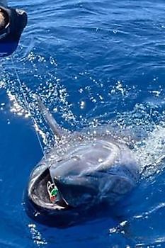 Nummer 7 gereleased! Cavalier & Blue Marlin Sport Fishing Gran Canaria