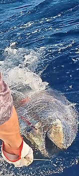 700lb blauwvintonijn Cavalier & Blue Marlin Sport Fishing Gran Canaria