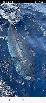 800lb blauwvintonijn Cavalier & Blue Marlin Sport Fishing Gran Canaria
