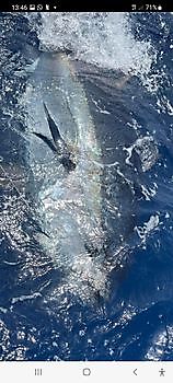 800lb Bluefin Tuna Cavalier & Blue Marlin Sport Fishing Gran Canaria