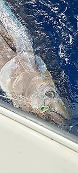 En weer eentje! Cavalier & Blue Marlin Sport Fishing Gran Canaria