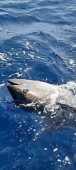 14th Bluefin Tuna Cavalier & Blue Marlin Sport Fishing Gran Canaria