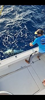 Nice release Cavalier & Blue Marlin Sport Fishing Gran Canaria
