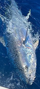 Blåfenad tonfisk släppt Cavalier & Blue Marlin Sport Fishing Gran Canaria