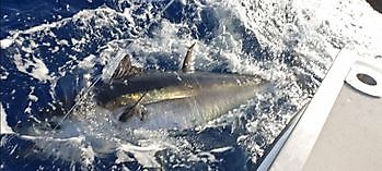 https://www.bluemarlin3.com/sv/blafenad-tonfisk Cavalier & Blue Marlin Sport Fishing Gran Canaria