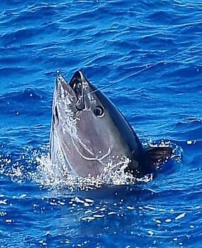 https://www.bluemarlin3.com/nl/blauwvintonijn Cavalier & Blue Marlin Sport Fishing Gran Canaria