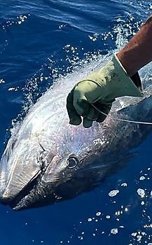 https://www.bluemarlin3.com/de/blauflossenthunfisch Cavalier & Blue Marlin Sportfischen Gran Canaria