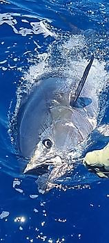 300 kg Bluefin tuna Cavalier & Blue Marlin Sport Fishing Gran Canaria