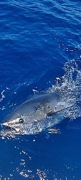 https://www.bluemarlin3.com/fr/thon-rouge Cavalier & Blue Marlin Sport Fishing Gran Canaria