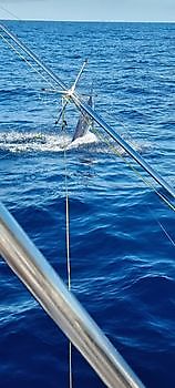 Springende Blauwe Marlijn Cavalier & Blue Marlin Sport Fishing Gran Canaria