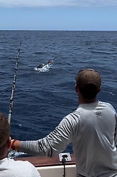 Blauwe Marlijn, gevangen en losgelaten door Aaron Hawley Cavalier & Blue Marlin Sport Fishing Gran Canaria