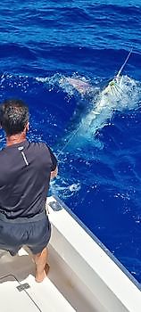Muchas capturas de marlines Pesca Deportiva Cavalier & Blue Marlin Gran Canaria