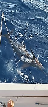 21/6 - Blue Marlin freigelassen Cavalier & Blue Marlin Sportfischen Gran Canaria