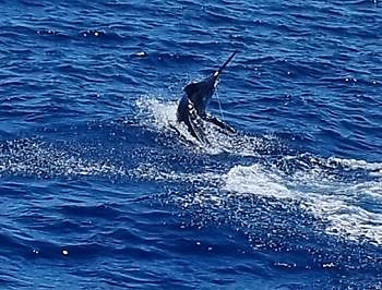 Blauwe marlijn Cavalier & Blue Marlin Sport Fishing Gran Canaria