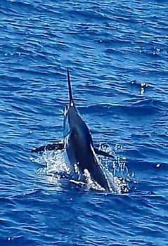 https://www.bluemarlin3.com/es/marlin-azul Pesca Deportiva Cavalier & Blue Marlin Gran Canaria