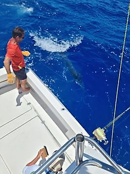 https://www.bluemarlin3.com/fr/release-me Cavalier & Blue Marlin Sport Fishing Gran Canaria