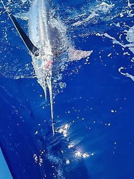 https://www.bluemarlin3.com/de/blauer-marlin Cavalier & Blue Marlin Sportfischen Gran Canaria