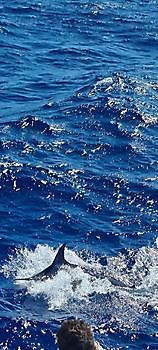 https://www.bluemarlin3.com/fr/marlin-bleu Cavalier & Blue Marlin Sport Fishing Gran Canaria