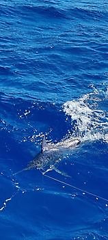 https://www.bluemarlin3.com/it/blue-marlin Cavalier & Blue Marlin Pesca sportiva Gran Canaria