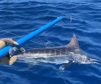 25/6 - 2 Blauwe Marlijnen Cavalier & Blue Marlin Sport Fishing Gran Canaria