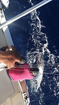 https://www.bluemarlin3.com/fr/marlin-bleu Cavalier & Blue Marlin Sport Fishing Gran Canaria