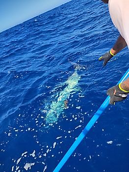 Blauer Marlin Cavalier & Blue Marlin Sportfischen Gran Canaria