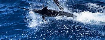 27/6 - 700lb Blue Marlin Cavalier & Blue Marlin Sport Fishing Gran Canaria