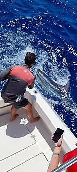 30/6 - 2 Blue Marlin Released Pesca Deportiva Cavalier & Blue Marlin Gran Canaria