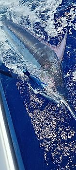 Blauer Marlin Cavalier & Blue Marlin Sport Fishing Gran Canaria