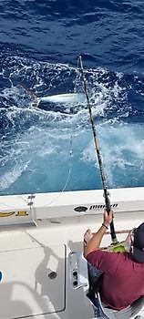 10/7/22 Marlín azul liberado Pesca Deportiva Cavalier & Blue Marlin Gran Canaria