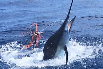 Corona Cup III Cavalier & Blue Marlin Sport Fishing Gran Canaria