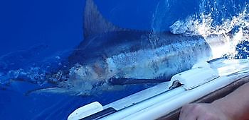 13/7 - Plenty of Marlins Cavalier & Blue Marlin Sport Fishing Gran Canaria