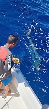 Release me Cavalier & Blue Marlin Sportfischen Gran Canaria