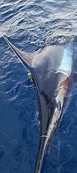 Blå Marlin Cavalier & Blue Marlin Sport Fishing Gran Canaria
