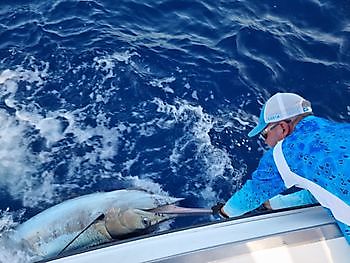 Release Me Cavalier & Blue Marlin Sportfischen Gran Canaria