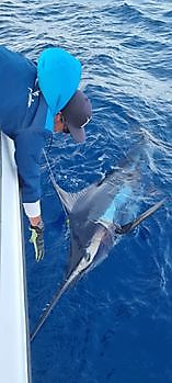 Cavalier heeft weer een blauwe marlijn gereleased Cavalier & Blue Marlin Sport Fishing Gran Canaria