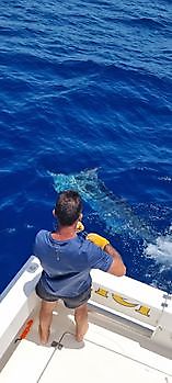 Marlín azul Cavalier & Blue Marlin Sport Fishing Gran Canaria