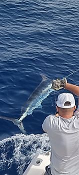 https://www.bluemarlin3.com/sv/release-me Cavalier & Blue Marlin Sport Fishing Gran Canaria