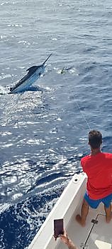 Bingo - Blue Marlin Released Cavalier & Blue Marlin Sport Fishing Gran Canaria