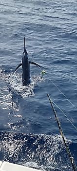 https://www.bluemarlin3.com/es/marlin-azul Pesca Deportiva Cavalier & Blue Marlin Gran Canaria
