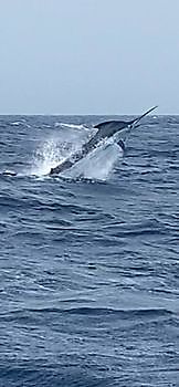 Guten Auguststart Cavalier & Blue Marlin Sportfischen Gran Canaria