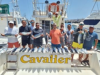 https://www.bluemarlin3.com/sv/skipjack-tonfisk Cavalier & Blue Marlin Sport Fishing Gran Canaria
