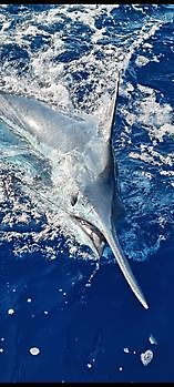 Two Blue Marlins with live bait. Cavalier & Blue Marlin Sport Fishing Gran Canaria