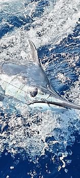 Blue marlin Cavalier & Blue Marlin Sport Fishing Gran Canaria