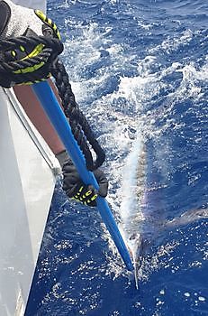 Witte Marlijn Cavalier & Blue Marlin Sport Fishing Gran Canaria