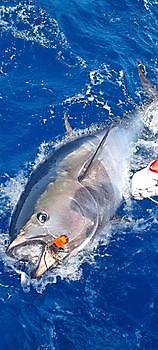 Bluefin tuna Cavalier & Blue Marlin Sport Fishing Gran Canaria