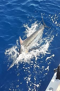 Pasito Blanco Tournement Cavalier & Blue Marlin Sport Fishing Gran Canaria